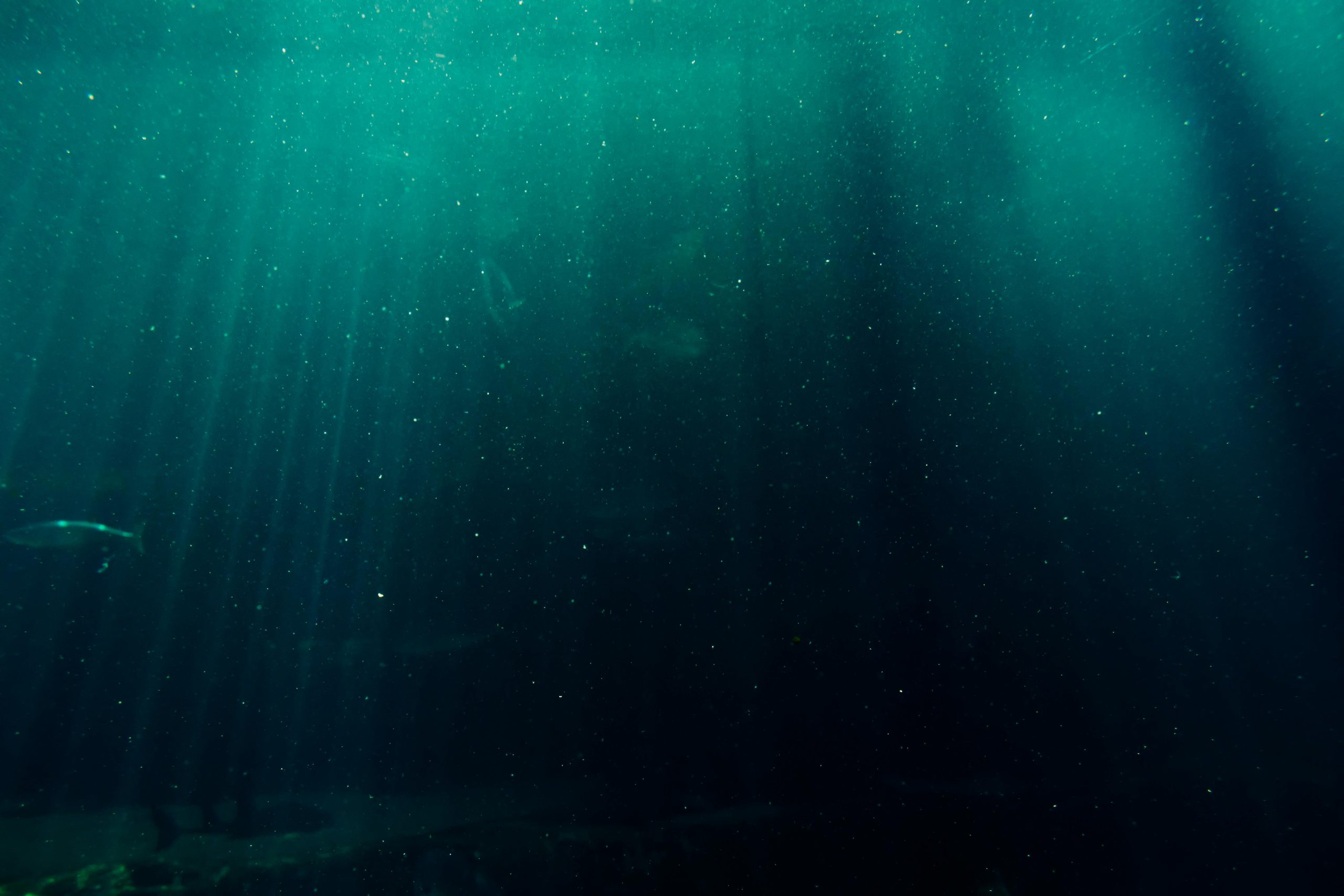 Photo from under the surface of the ocean